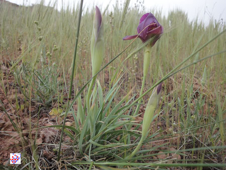  Eynali Flower  گل های عینالی